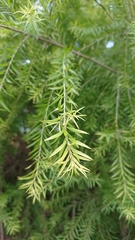 Melaleuca alternifolia