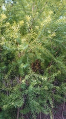 Melaleuca alternifolia