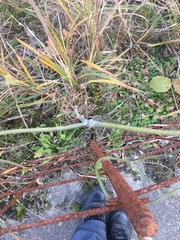 Pueraria montana lobata