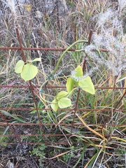 Pueraria montana lobata