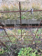 Vigna angularis nipponensis