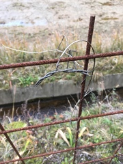 Vigna angularis nipponensis