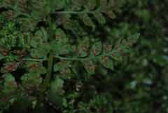 Cystopteris diaphana image