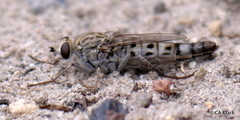 Apioceridae