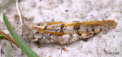 Trimerotropis salina