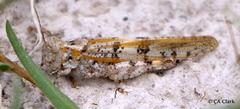 Trimerotropis salina