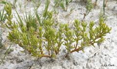 Nitrophila occidentalis