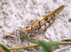 Trimerotropis salina