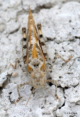 Trimerotropis salina