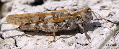 Trimerotropis salina