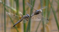 Libellula composita