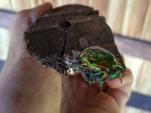 Poecilopharis woodfordi