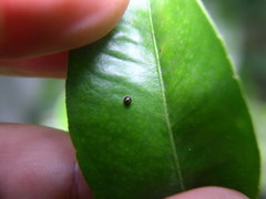 Serangium maculigerum