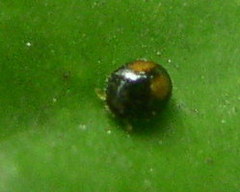 Serangium maculigerum