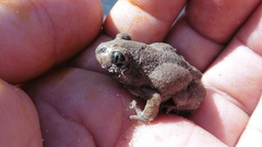 Pelobates vespertinus