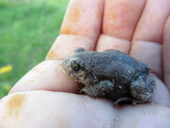 Pelobates vespertinus