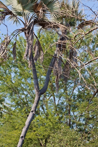 Hyphaene coriacea image