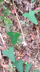 Solena amplexicaulis