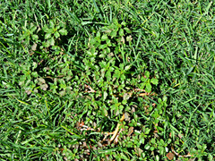 Amaranthus graecizans