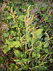 Amaranthus blitum
