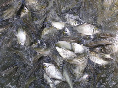 Barbonymus gonionotus