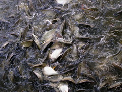 Barbonymus gonionotus