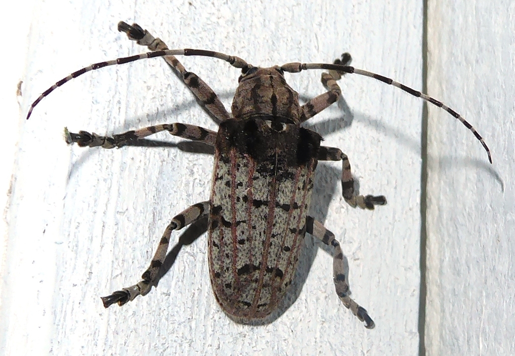 Moechotypa suffusa