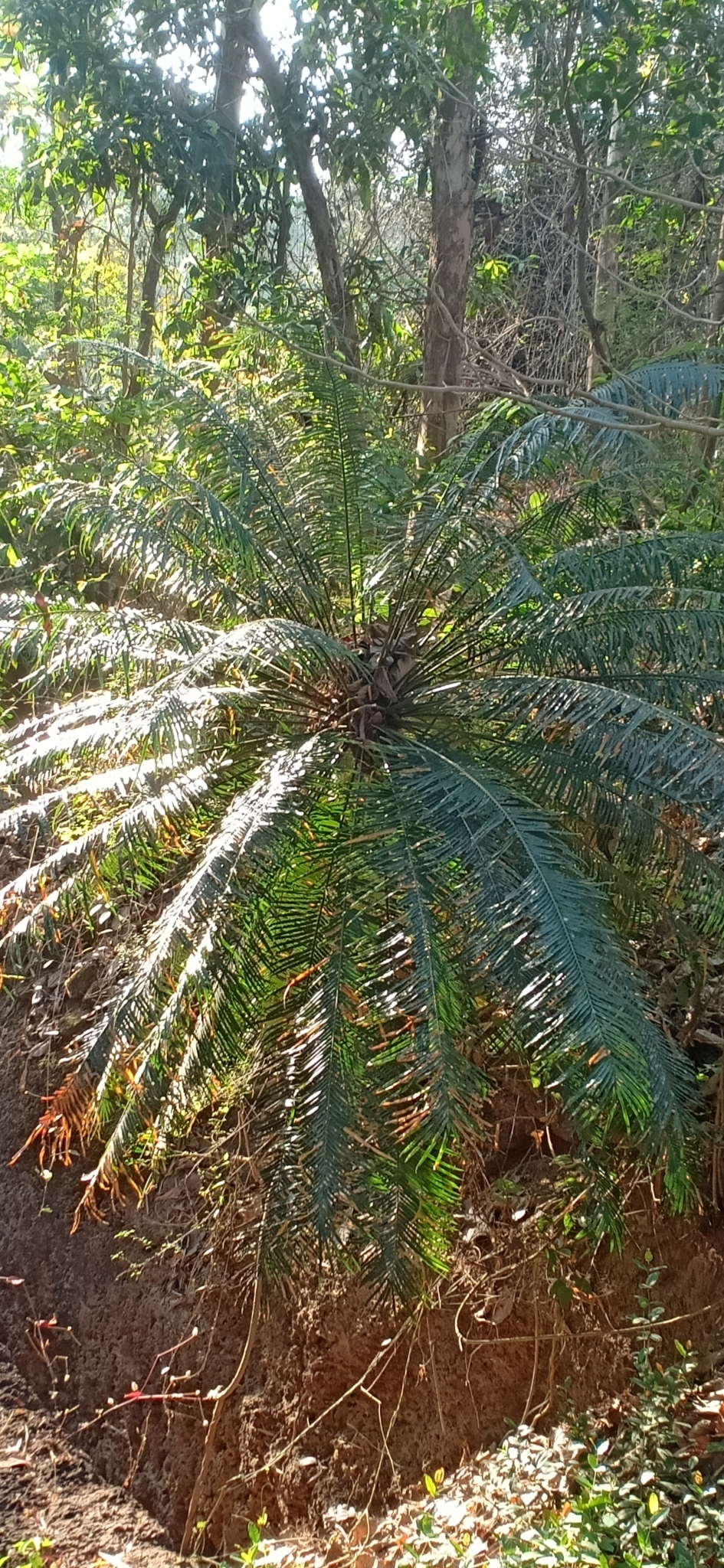 Imagem de Sagu-de-jardim