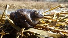 Pelobates vespertinus