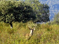 Cervus elaphus elaphus
