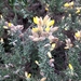 Ulex europaeus latebracteatus - Photo (c) Pedro Beja, some rights reserved (CC BY-NC)