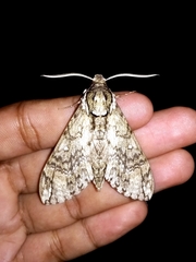 Manduca dilucida