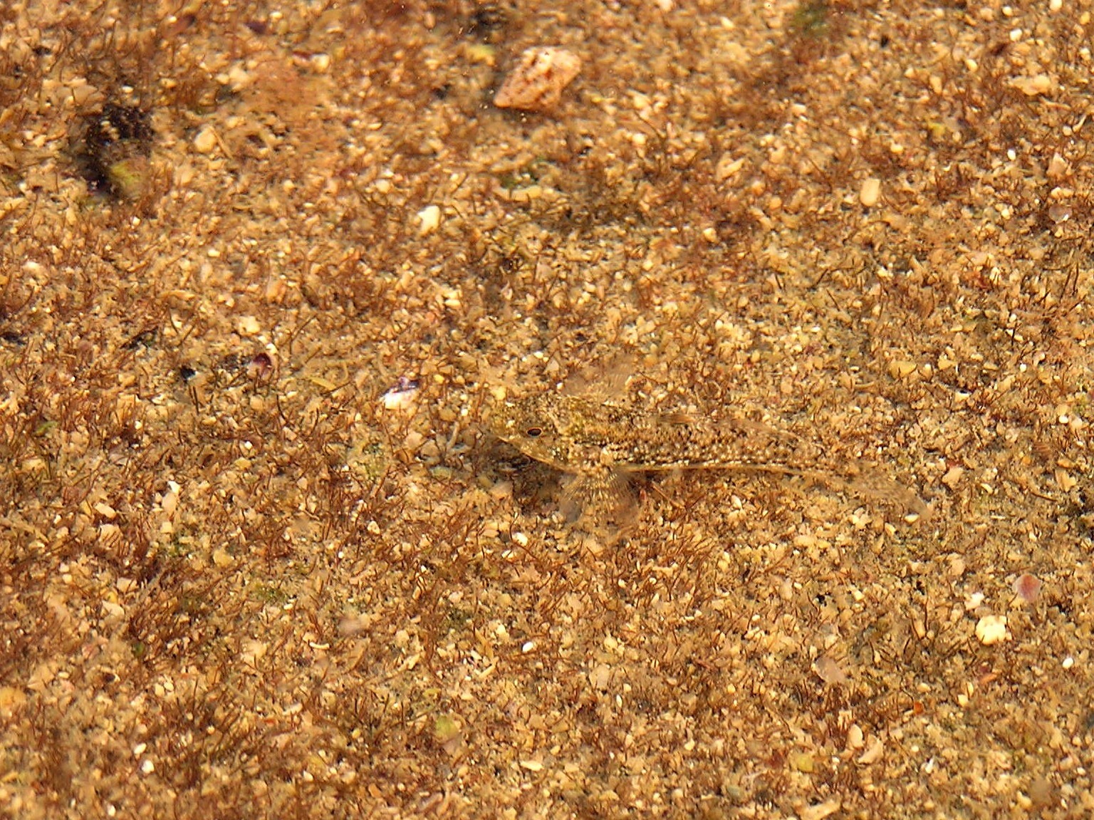 香港深鰕虎魚 Bathygobius hongkongensis
