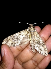 Manduca dilucida