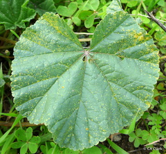 Puccinia malvacearum