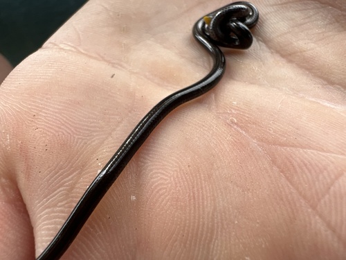 Photo of a Klauber's Blind Snake (Epictia subcrotilla)