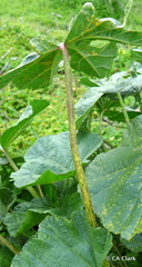 Puccinia malvacearum