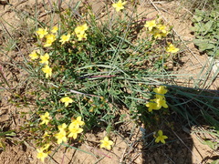 Hypericum aethiopicum