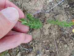 Hypericum aethiopicum