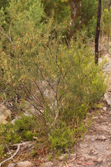 Acacia rupicola