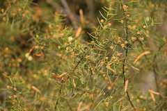 Acacia rupicola