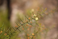 Acacia rupicola