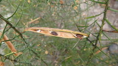 Acacia rupicola