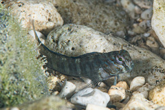 Rippled Blenny photo 3