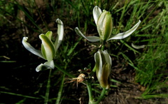 Albuca fastigiata