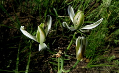 Albuca fastigiata