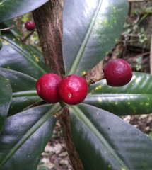 Elingamita johnsonii