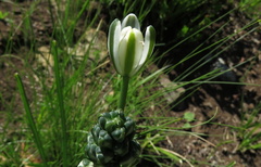 Albuca fastigiata