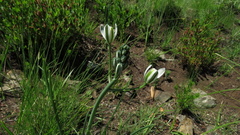 Albuca fastigiata