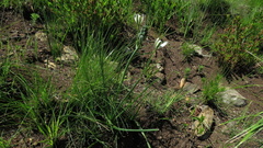 Albuca fastigiata